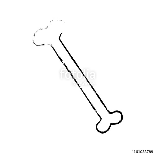 500x500 Drawing Human Bone Anatomy Orthopedic Vector Illustration Stock