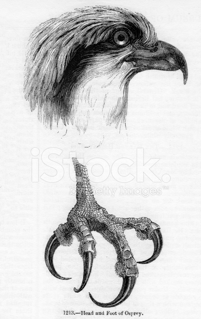 647x1024 Osprey Stock Vector