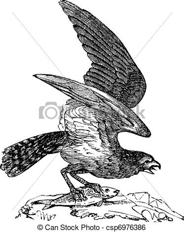 373x470 Osprey Of America, Pandion Carolinensis, Fish Eagle Or Sea Clip