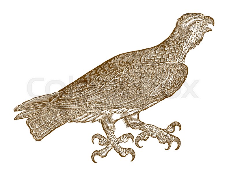 800x609 Osprey Or Sea Hawk