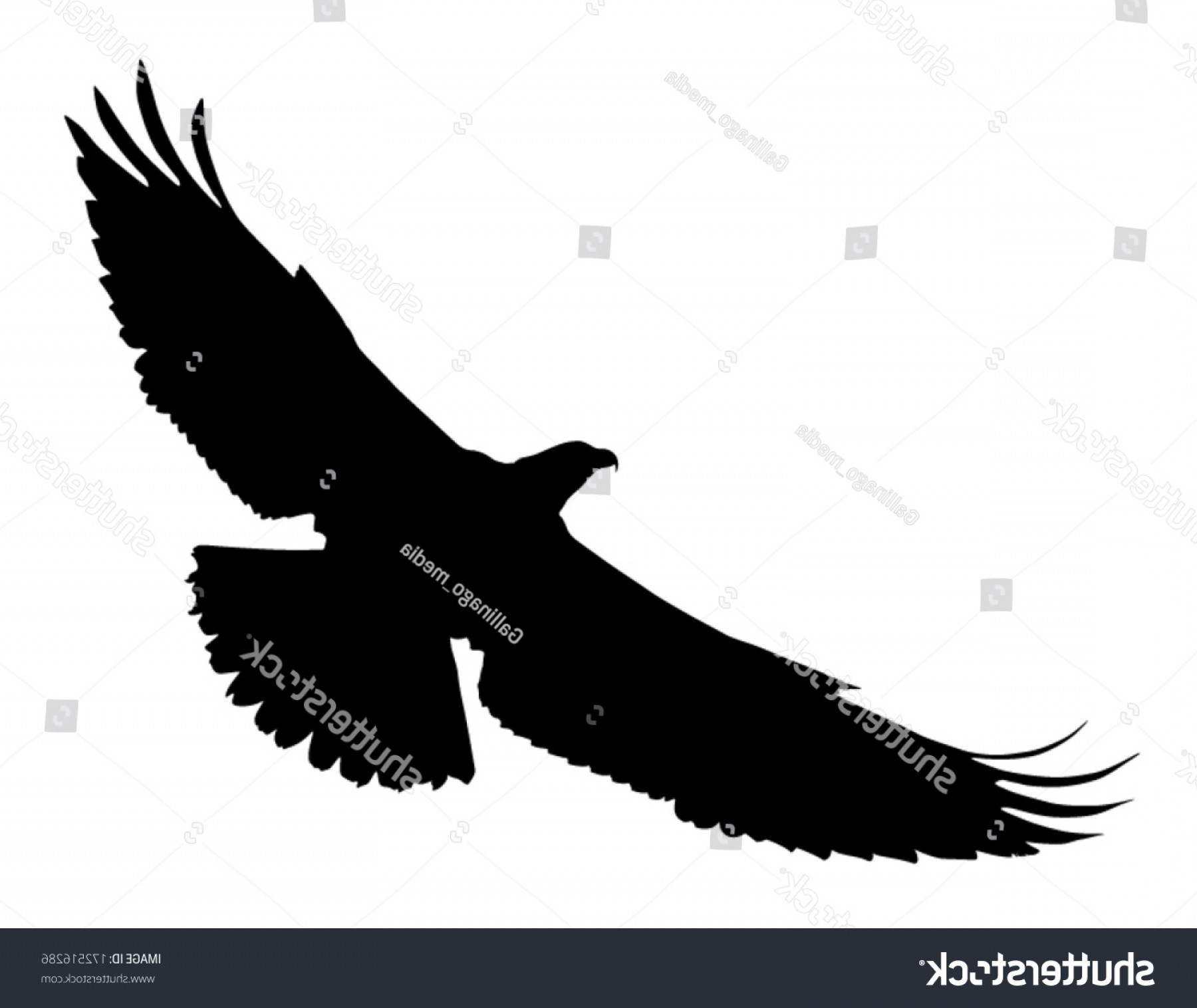 1800x1516 Vector Silhouette Bird Prey Osprey Flight Soidergi