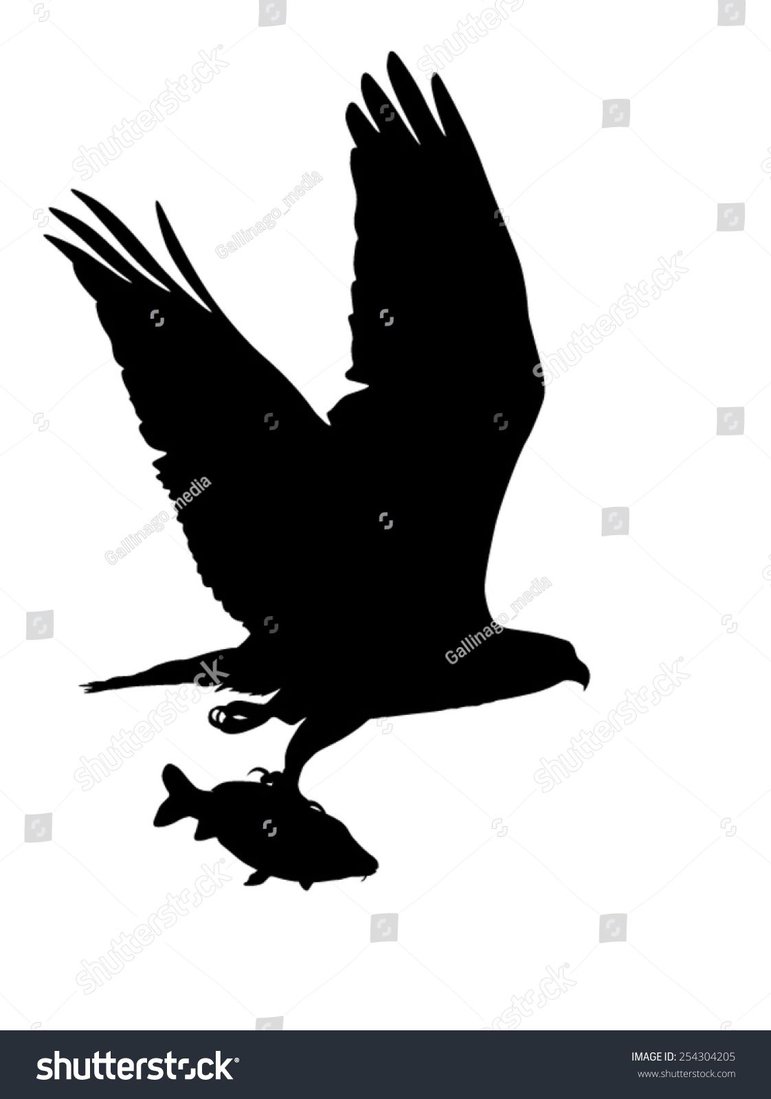 1122x1600 Vector Silhouette Bird Prey Osprey Flight Stock Vector