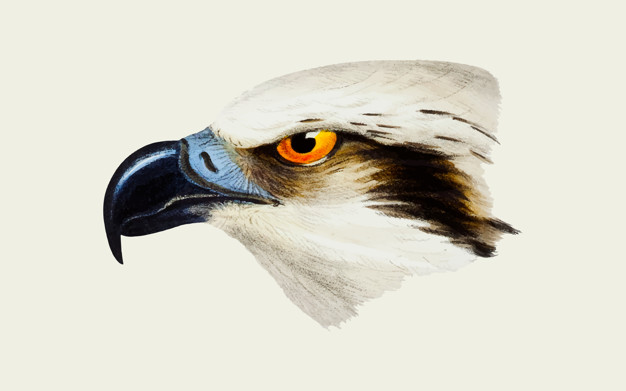 626x391 White Headed Osprey Illustration Vector Free Download