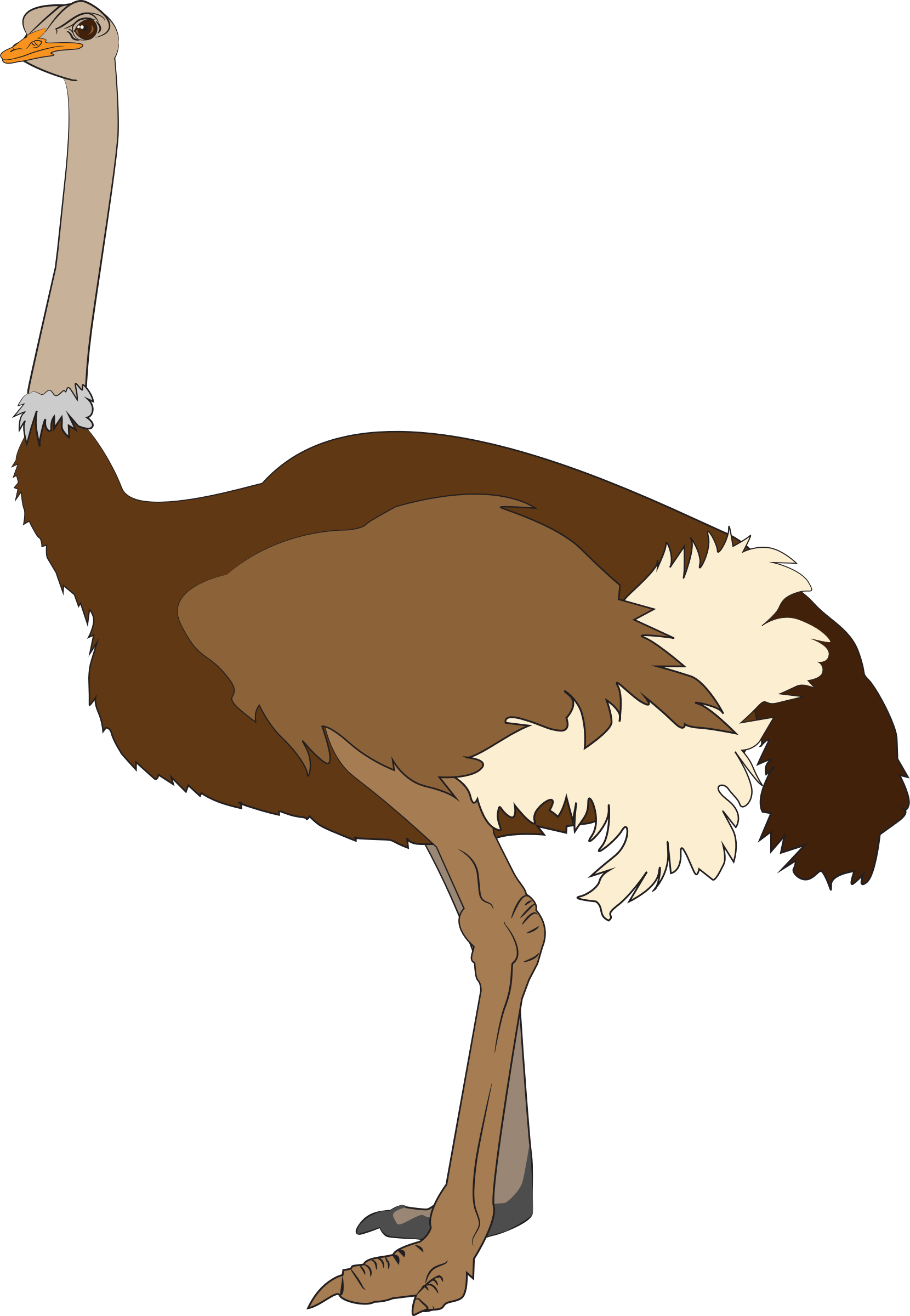 1660x2400 Ostrich Vector Clipart Image