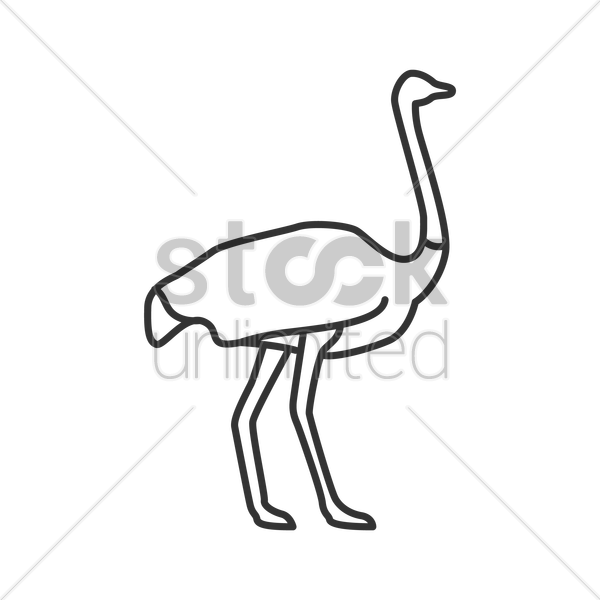 600x600 Ostrich Vector Image