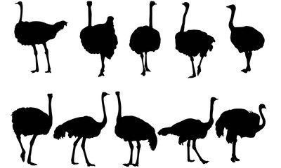400x240 Ostrich Vector Photos, Royalty Free Images, Graphics, Vectors