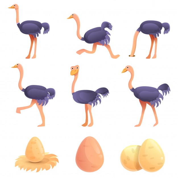 626x626 Ostrich Vectors, Photos And Free Download