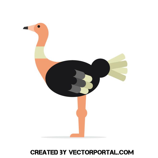 660x660 Ostrich Vector Graphics Animal Vectors In Free Vector