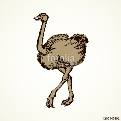 500x500 Ostrich Vector Drawing Stock Image And Royalty Free Vector