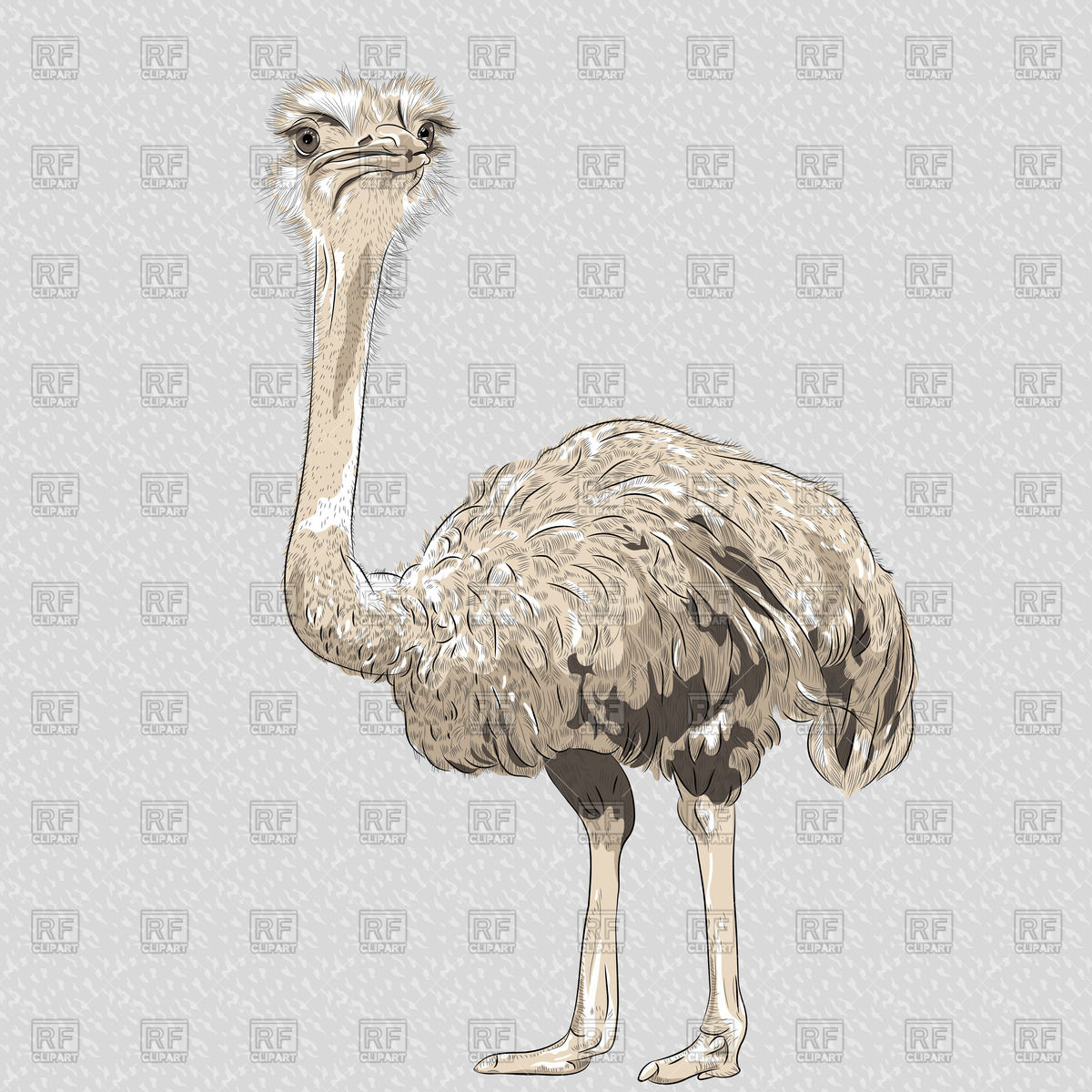1200x1200 Standing Ostrich Vector Image Of Plants And Animals