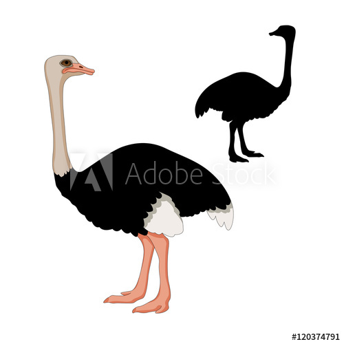 500x500 Adult Ostrich Vector Illustration