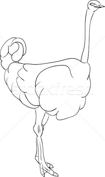 355x600 Ostrich Vector Illustration Pavel Bortel