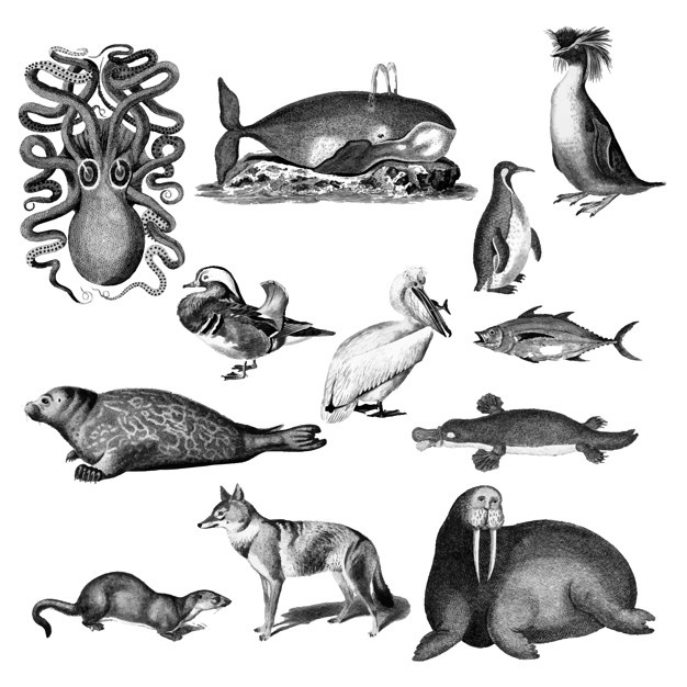 626x626 Otter Vectors, Photos And Free Download