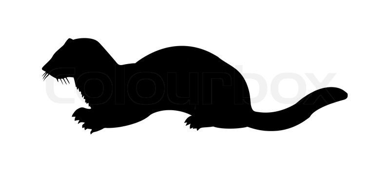 800x350 Weasel Silhouette Vector Silhouette Of The Marten On White