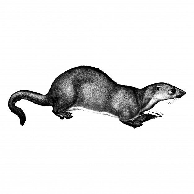 Otter Vectors, Photos And Free Download 626x626 Otter Vectors, Photos And Free Download
