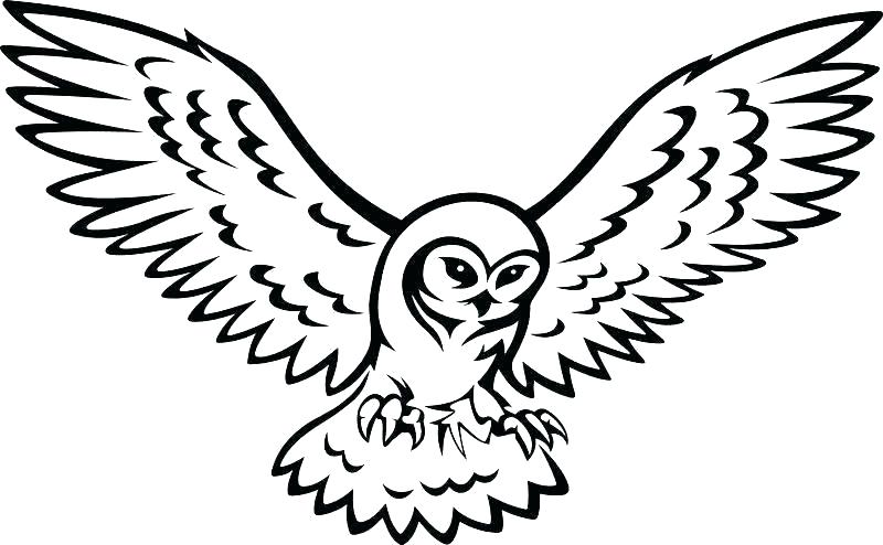 Outline Of Owl 800x494 Outline Of Owl