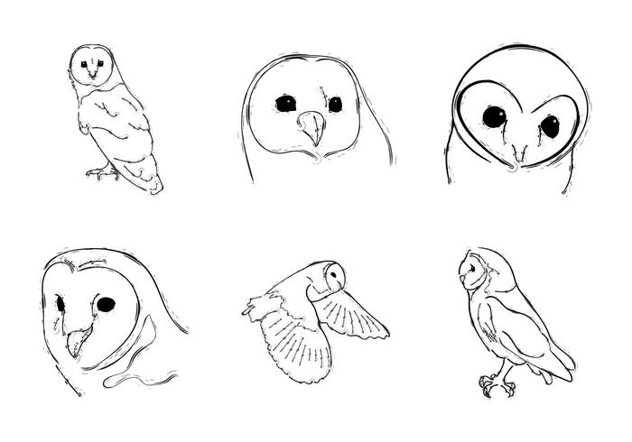 Free Barn Owl Vector Illustration 700x490 Free Barn Owl Vector Illustration