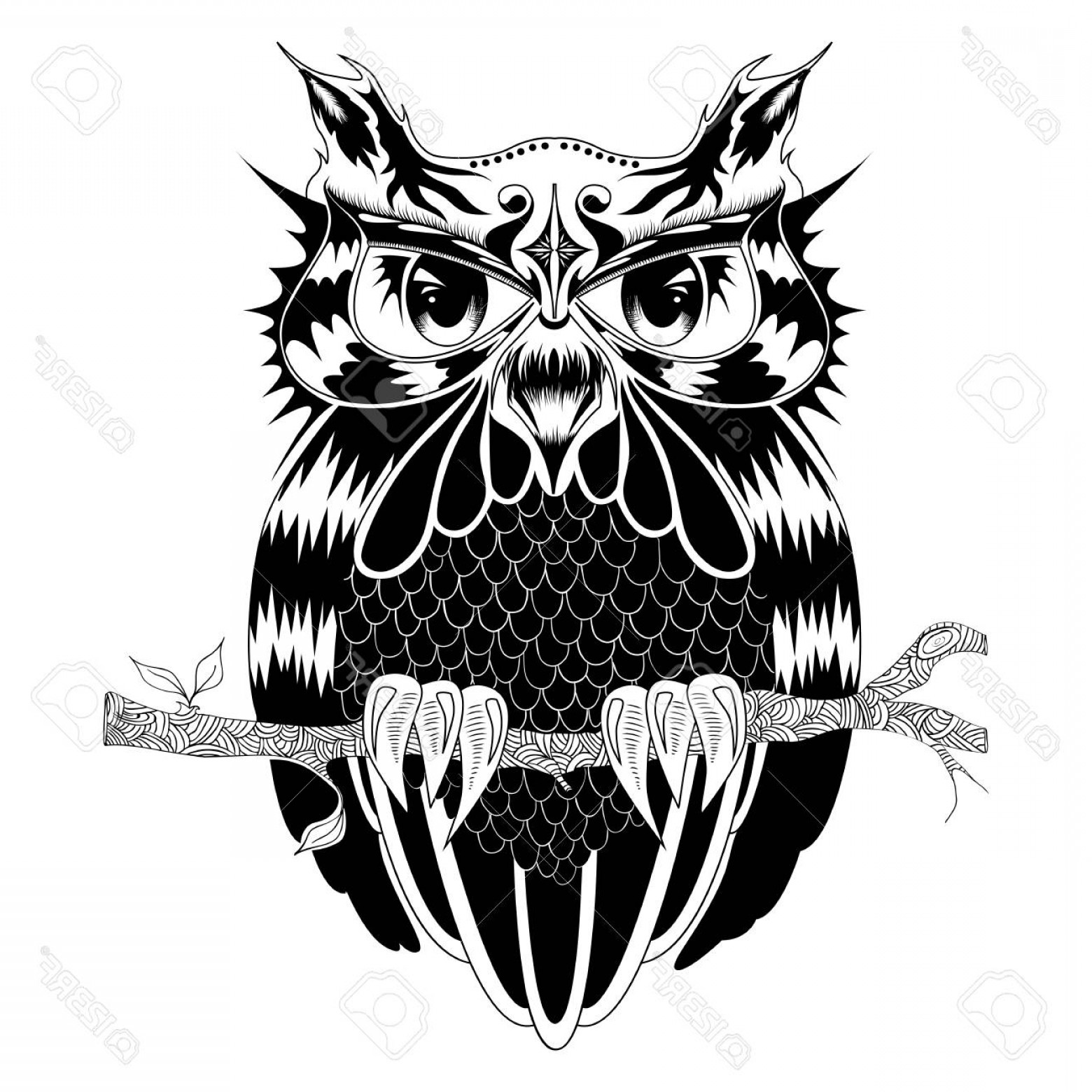 1560x1560 Owl Vector Graphic Sarahgardan