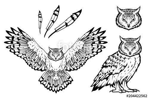 Set Of Owl Logo Wild Birds Drawing Head Of An Owl Vector 500x334 Set Of Owl Logo Wild Birds Drawing Head Of An Owl Vector