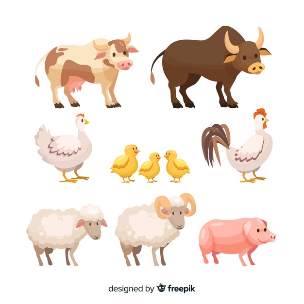 626x626 Ox Vectors, Photos And Free Download