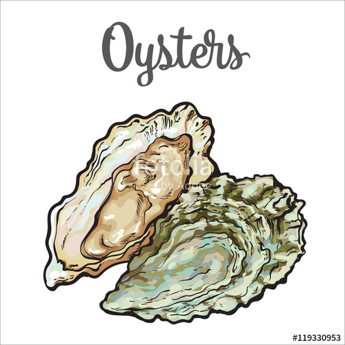 500x500 Fresh Oyster, Sketch Style Vector Illustration Isolated On White