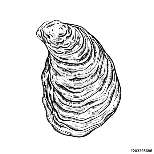 500x500 Oyster Shell Engraved Style Isolated On White Background Vector