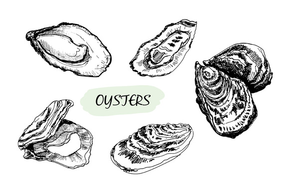 Oyster Shell Vector