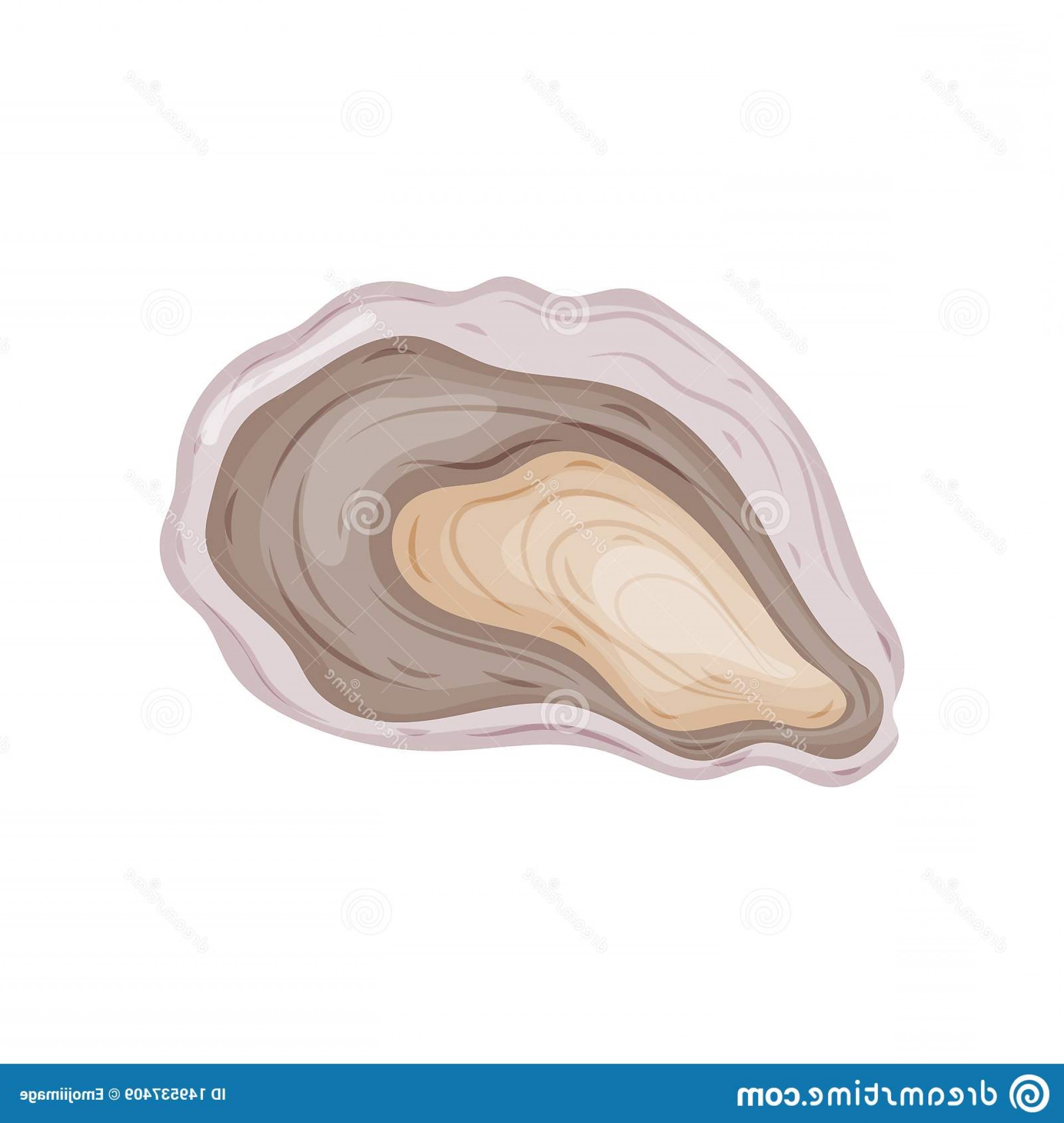 1920x2026 Open Oyster Shell Vector Illustration White Background Open Oyster