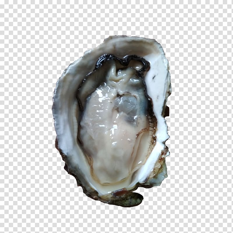 800x800 Oyster Seafood Mollusc Shell Euclidean Oyster Shell Oysters