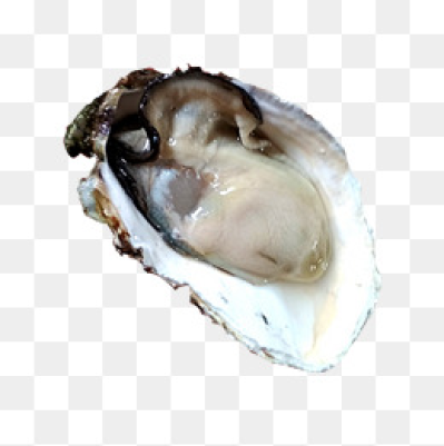 399x401 Oyster Shell Png Images