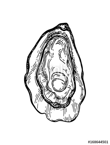 379x500 Oyster Ink Sketch Stock Image And Royalty Free Vector