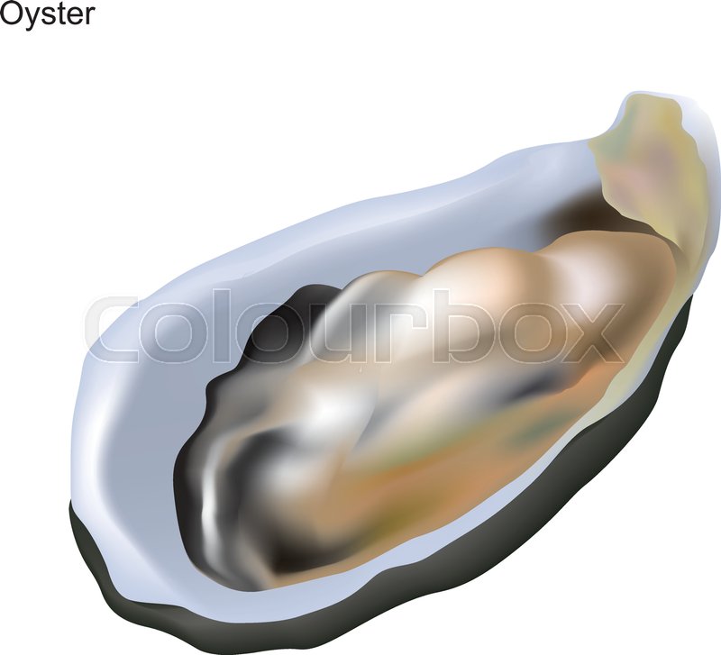 800x727 Oyster Shell Illustration On White Stock Vector Colourbox