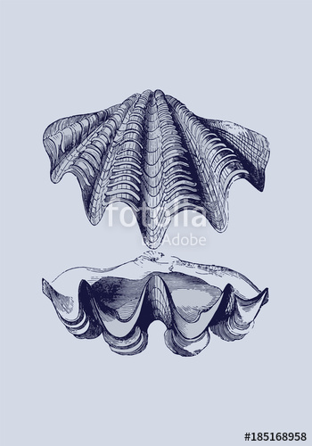 350x500 Oyster Shell Illustration Vintage Style Stock Image And Royalty