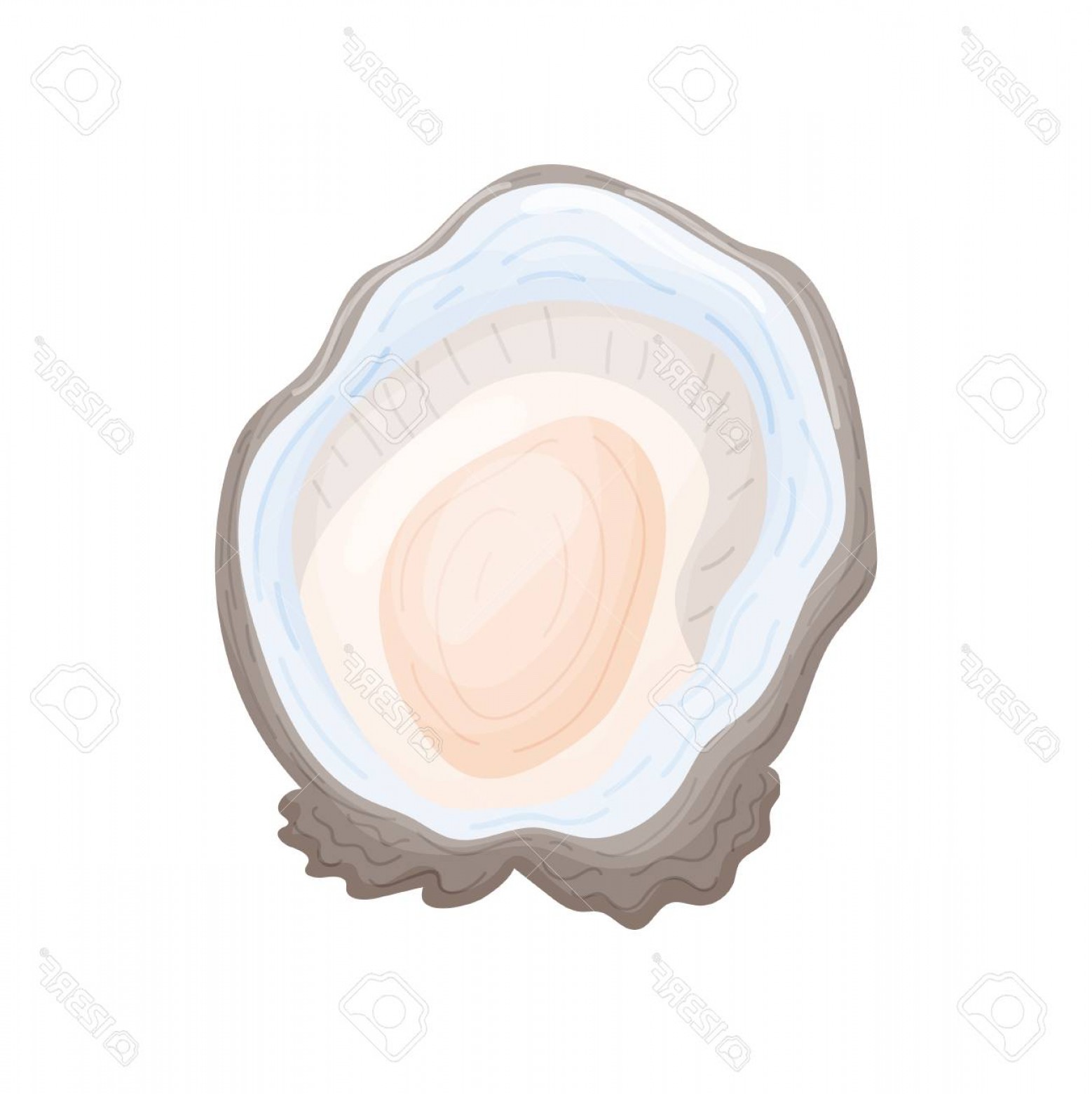 1558x1560 Photostock Vector Gray Open Oyster Shell With Multicolored Beacon