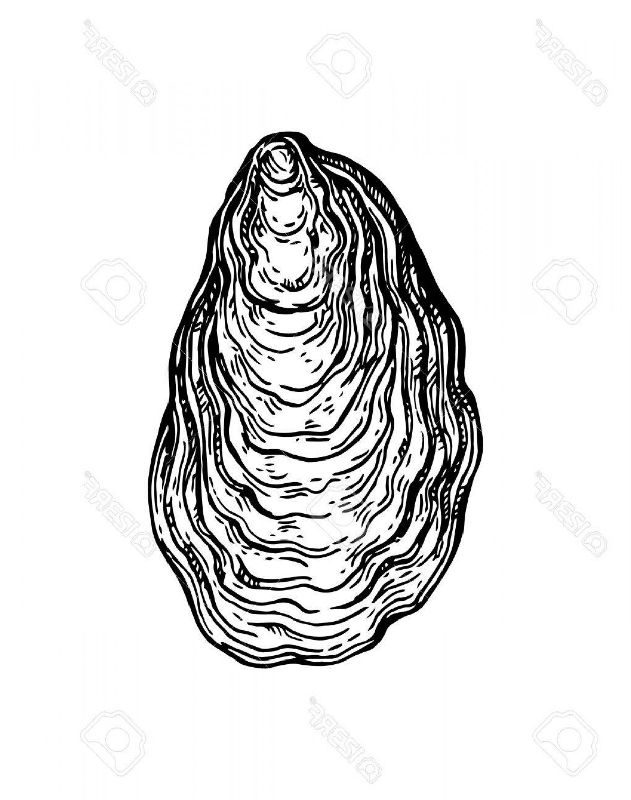 1232x1560 Photostock Vector Oyster Shell Ink Sketch Soidergi