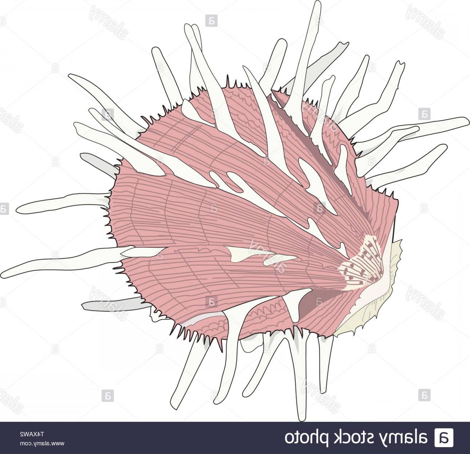 1560x1506 Regal Thorny Oyster Shell Vector Illustration Image Soidergi