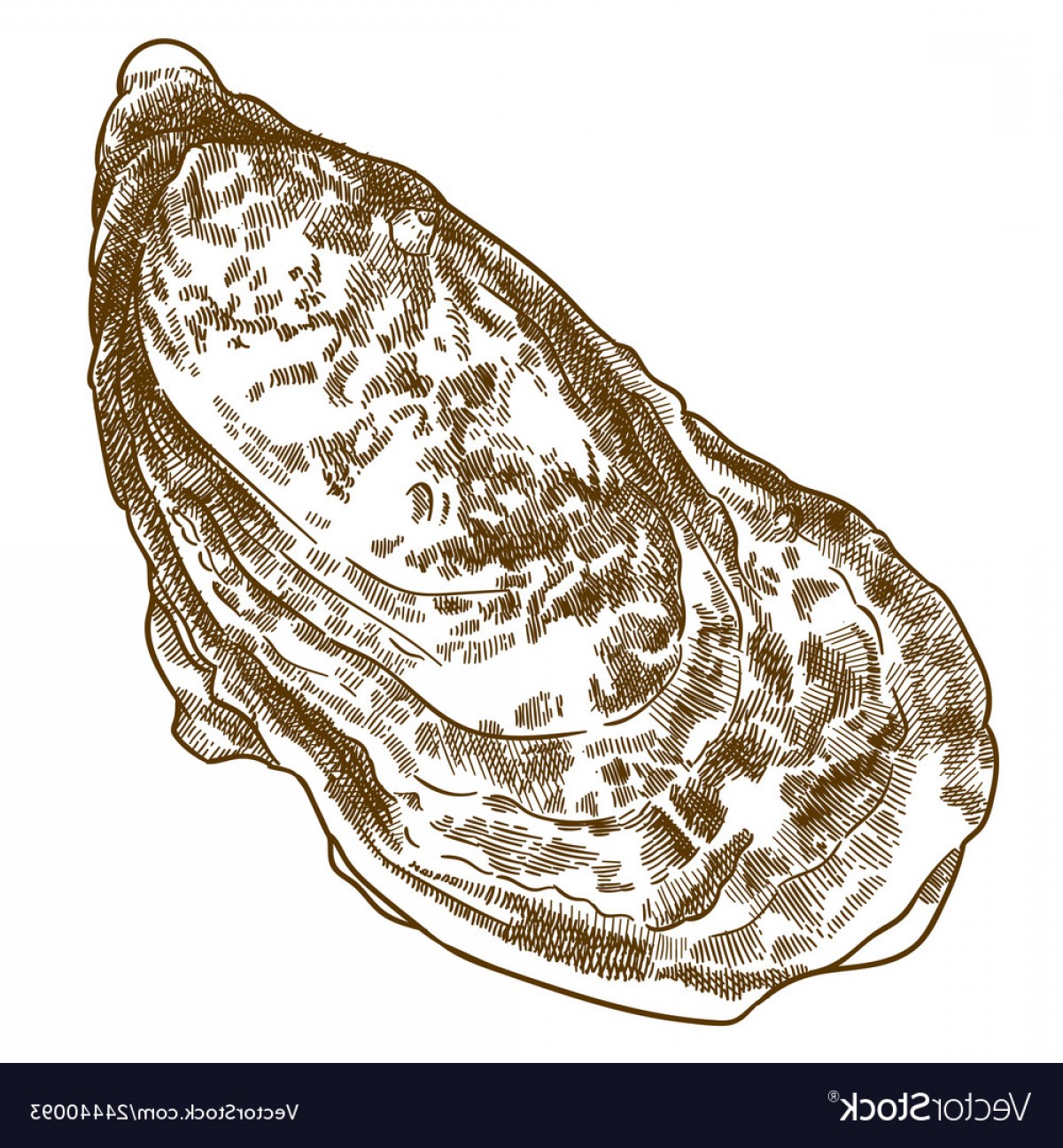 1200x1296 Engraving Of Oyster Shell Vector Soidergi