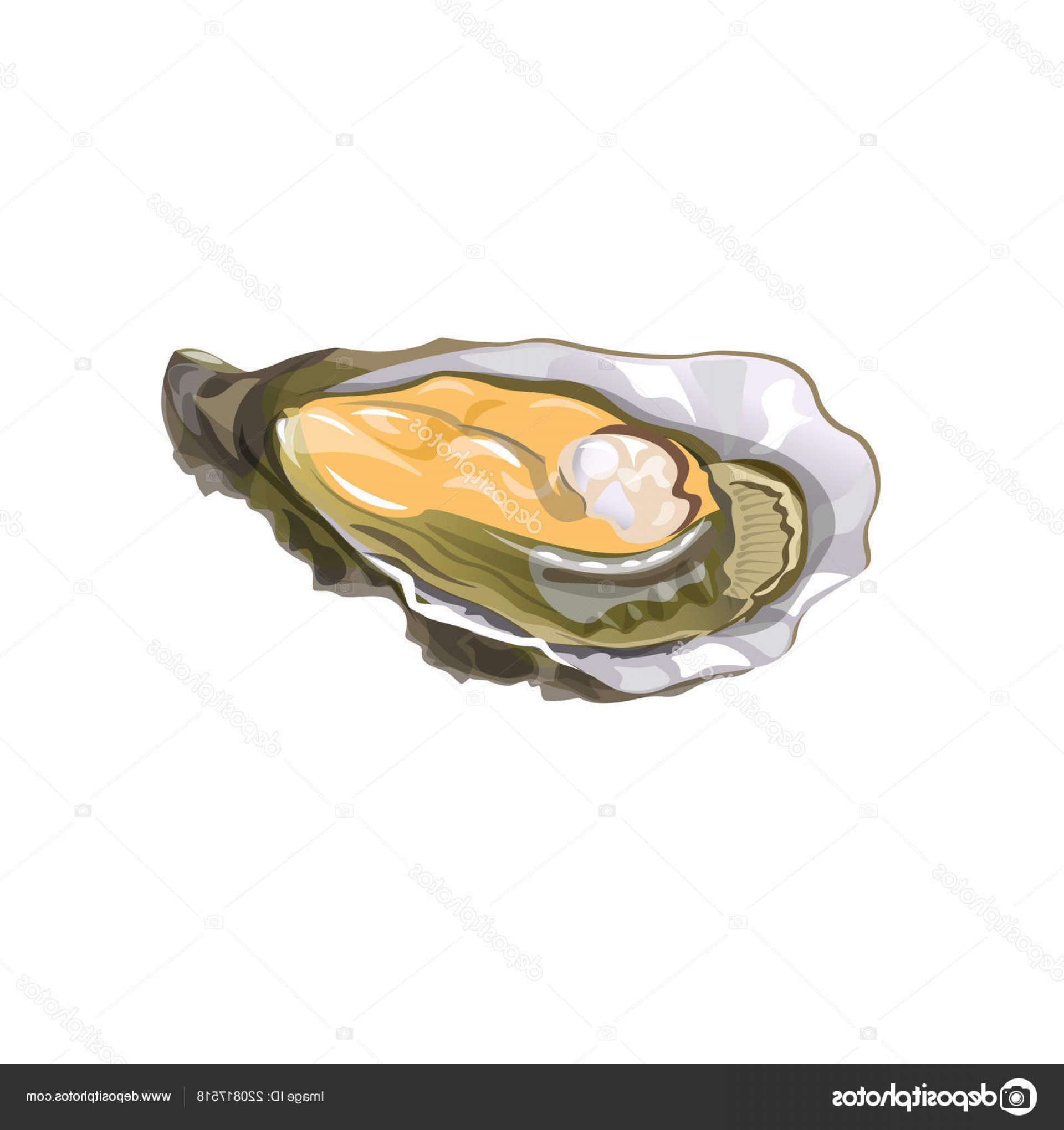 Oyster Shell Vector at Vectorified.com | Collection of Oyster Shell ...