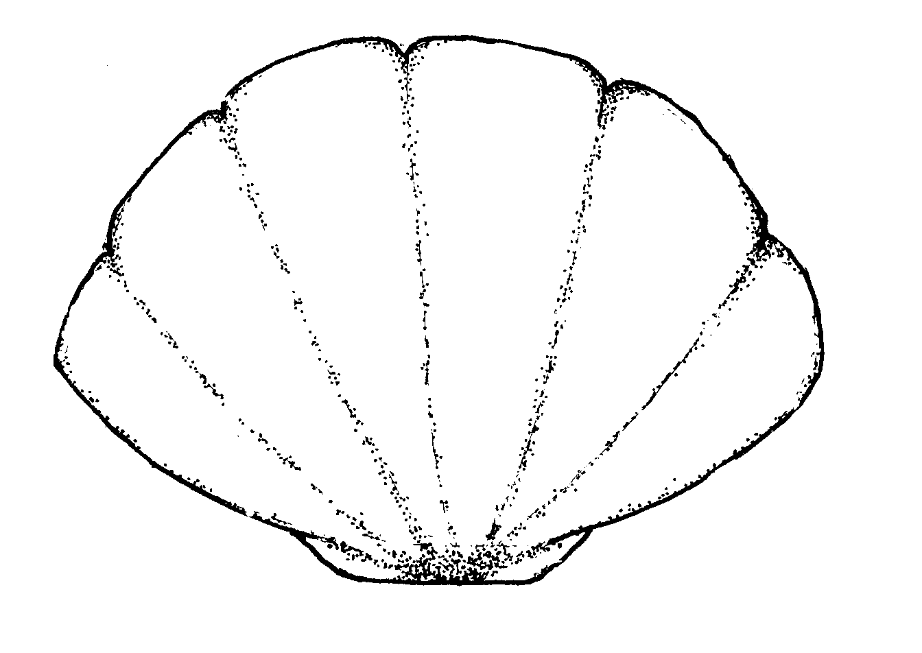 1344x952 Starfish Outline