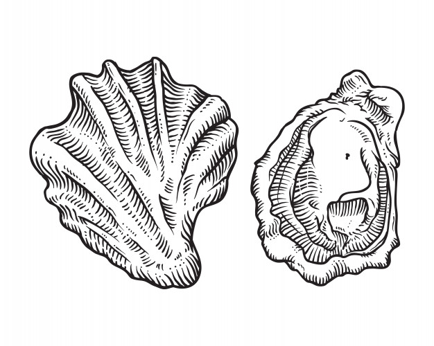 626x500 Hand Drawn Sketch Oyster Shell Illustration Vector Premium Download