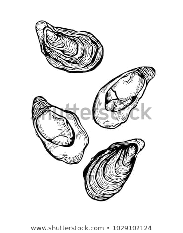 370x470 Huge Collection Of 'oysters Drawing' Download More Than Images