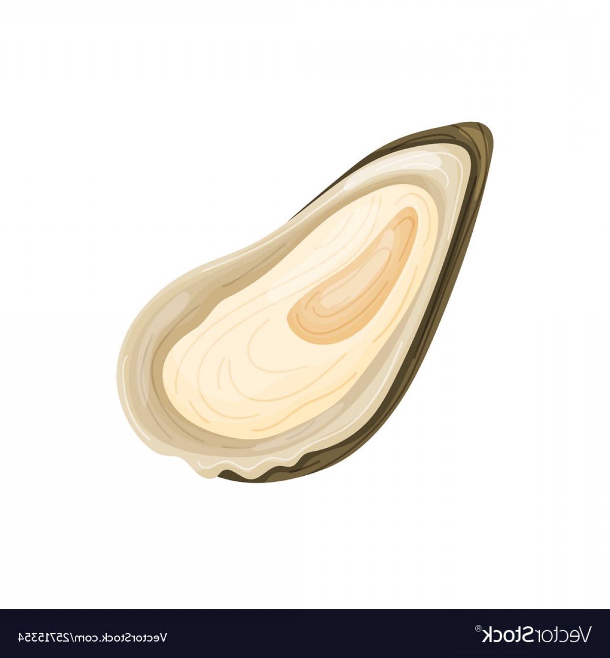 1200x1296 Open Brown Oyster Shell On Vector Soidergi