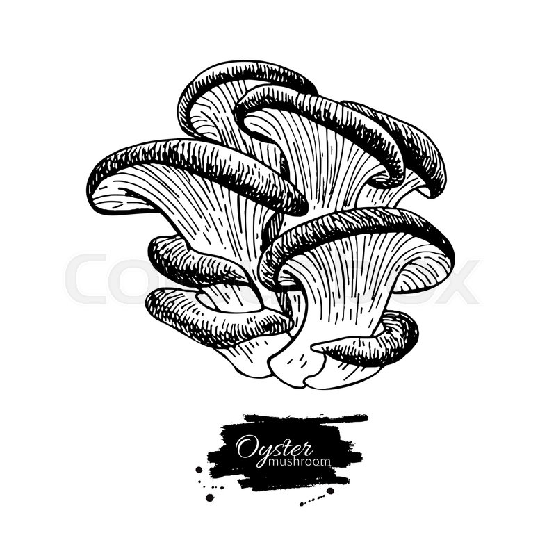 Oyster Mushroom Hand Drawn Vector Stock Vector Colourbox 800x800 Oyster Mushroom Hand Drawn Vector Stock Vector Colourbox