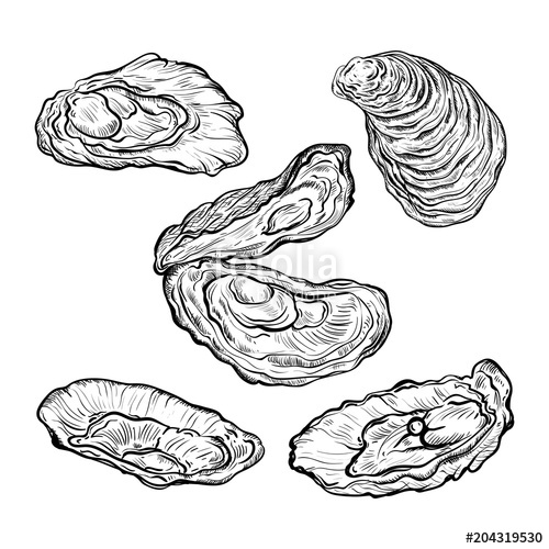 Oyster Shell Set Engraved Style Isolated On White Background 500x500 Oyster Shell Set Engraved Style Isolated On White Background