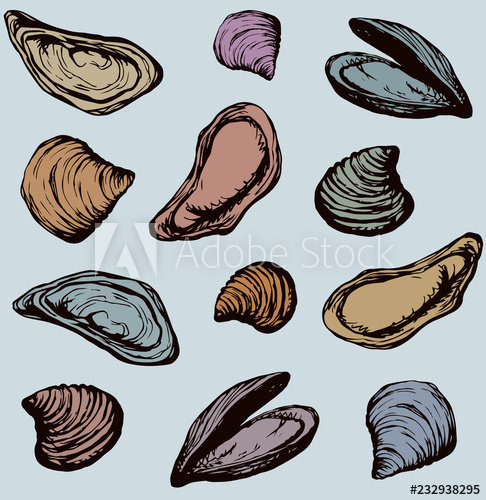 Oyster Vector Drawing 486x500 Oyster Vector Drawing