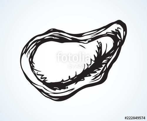 Oyster Vector Drawing Stock Image And Royalty Free Vector 500x412 Oyster Vector Drawing Stock Image And Royalty Free Vector