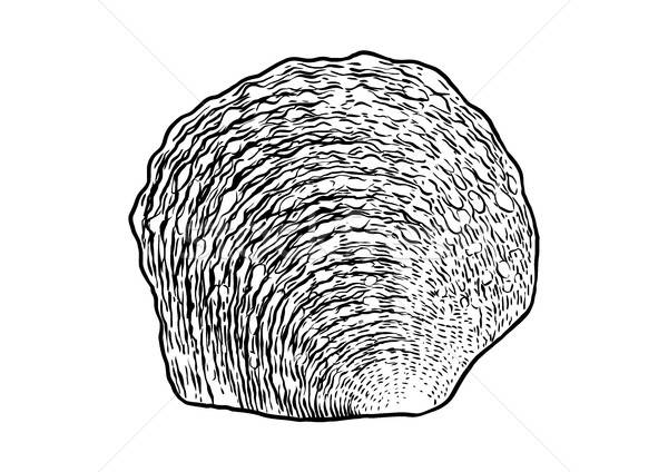 Pearl Oyster Shell Illustration, Drawing, Engraving, Ink 600x424 Pearl Oyster Shell Illustration, Drawing, Engraving, Ink