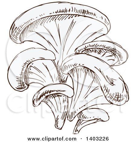 Clipart Of Sketched Oyster Mushrooms 450x470 Clipart Of Sketched Oyster Mushrooms