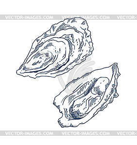 Seafood Delicacy Bivalve Clam Oyster Sketch Poster 282x300 Seafood Delicacy Bivalve Clam Oyster Sketch Poster