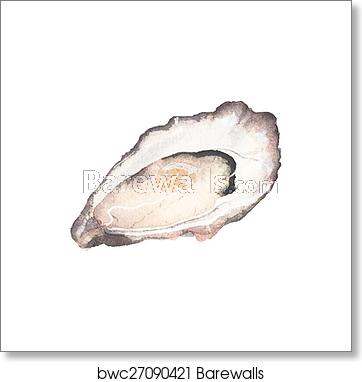 Watercolor Oyster On The White Background, Aquarelle Vector 362x382 Watercolor Oyster On The White Background, Aquarelle Vector